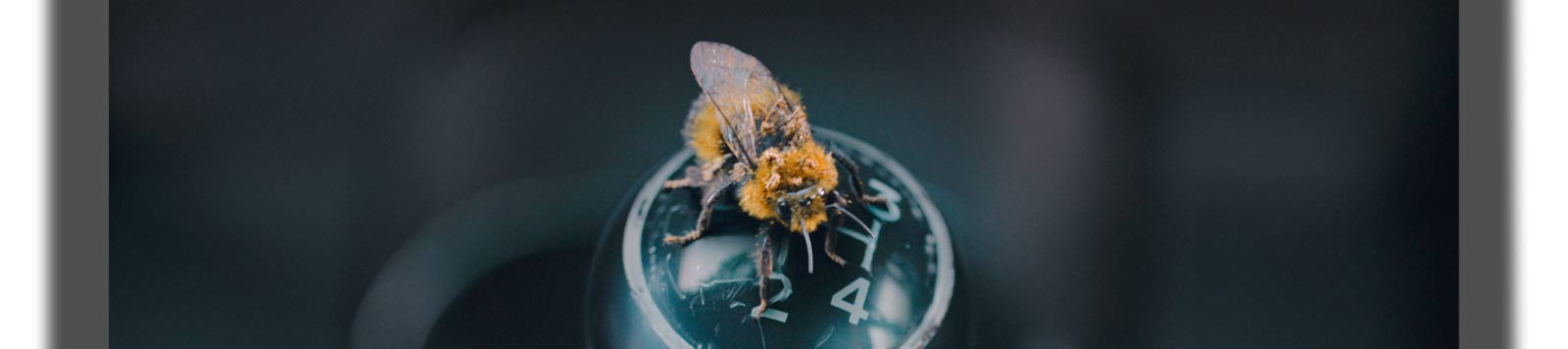 Bee sits on Jaguar E-type gear stick